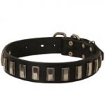 Collie Leather Collar with Shiny Plates