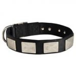 Nylon Collie Collar Massive Nickel Plates
