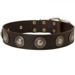 Leather Collie Collar Decorated with Silver Conchos