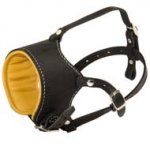 Snout Short Leather Collie Muzzle Padded with Nappa Leather