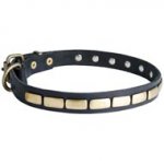 Collie Leather Collar Brass Plates 25 mm