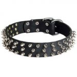 Leather Collie Collar with 3 Rows of Nickel Spikes