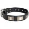 Leather Collie Collar Massive Nickel Plates