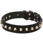 Gorgeous Wide Leather Collie Collar - Fashion Exclusive Design