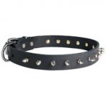 Collie Leather Collar Spiked 30 mm