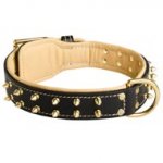 Royal Leather Collie Collar Spiked Padded with Nappa Leather