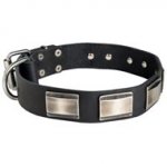 Leather Collie Collar Massive Nickel Plates