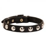 Beautiful Leather Collie Collar Decorated with Half-Ball Studs