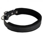 Padded Leather Collie Collar 25 mm for Dog Training