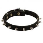 Collie Leather Collar Spiked 3/4 Inch