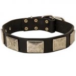 Leather Collie Collar with Large Nickel Plates