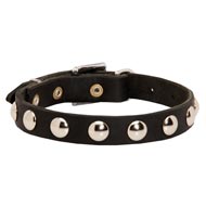 Beautiful Leather Collie Collar Decorated with Half-Ball Studs