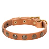 Leather Collie Collar with Brass Half-Ball Studs