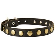Leather Collie Collar with Brass Circles for Fashionable Walking