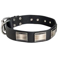 Leather Collie Collar Massive Nickel Plates