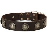 Leather Collie Collar Decorated with Silver Conchos