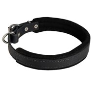 Padded Leather Collie Collar 25 mm for Dog Training