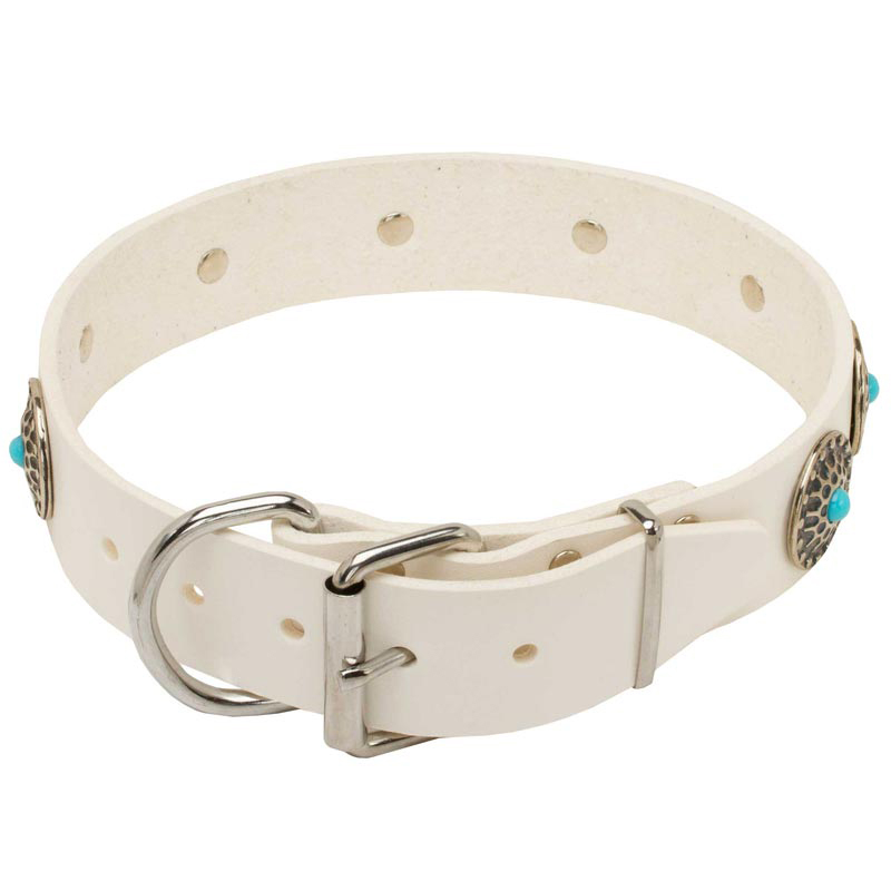 white dog collar