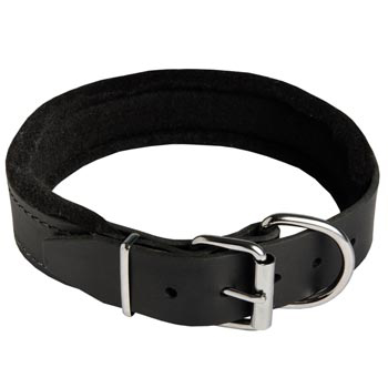 Padded Walking Gear for Collie Training