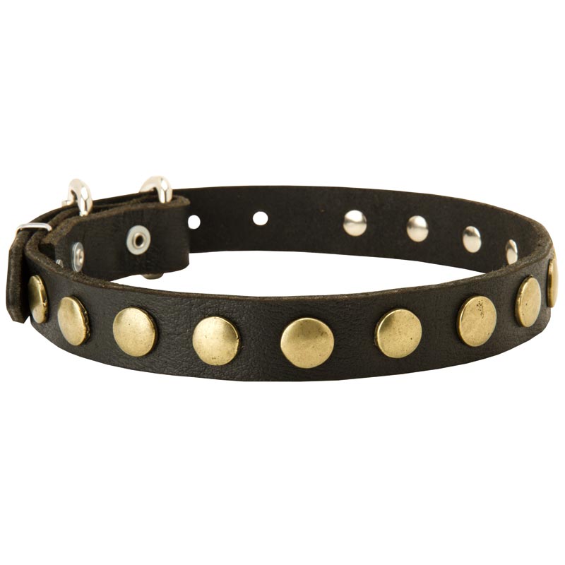 Leather Collie Collar with Brass Circles for Fashionable Walking