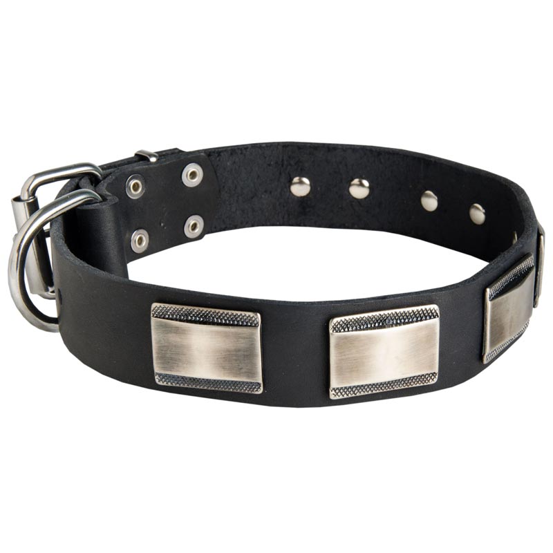 Leather Collie Collar Massive Nickel Plates
