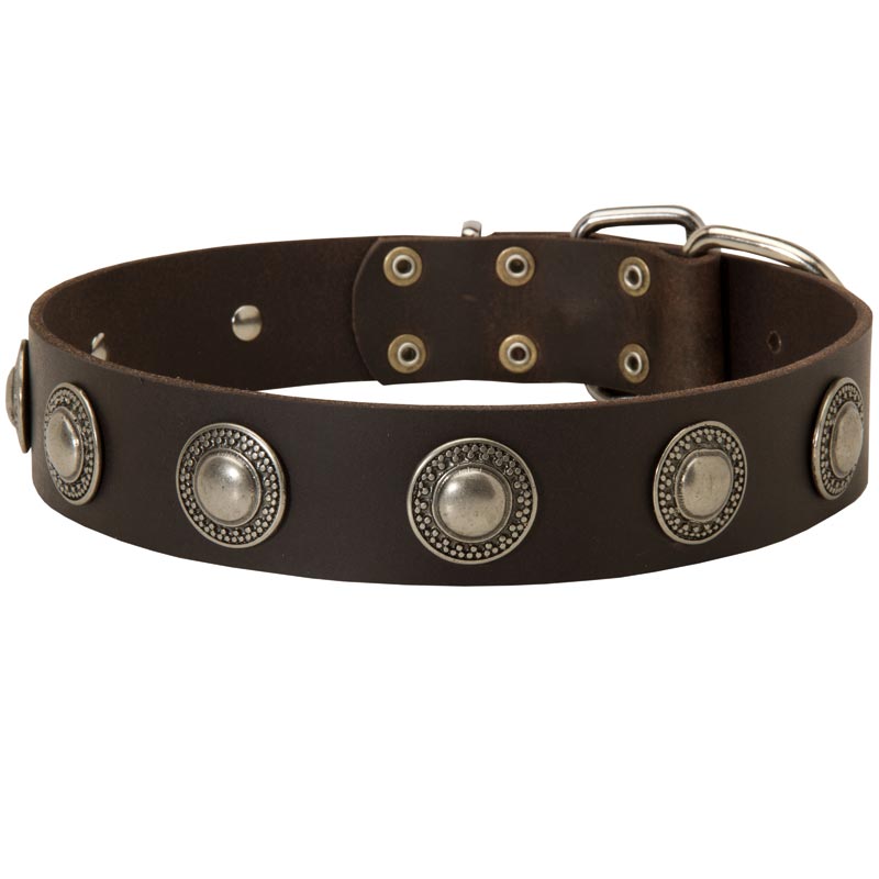Leather Collie Collar Decorated with Silver Conchos