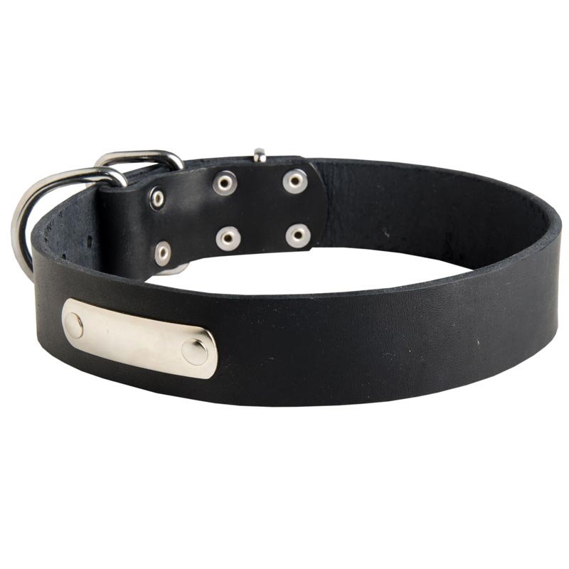 Classic Leather Collie Collar with Identification Tag