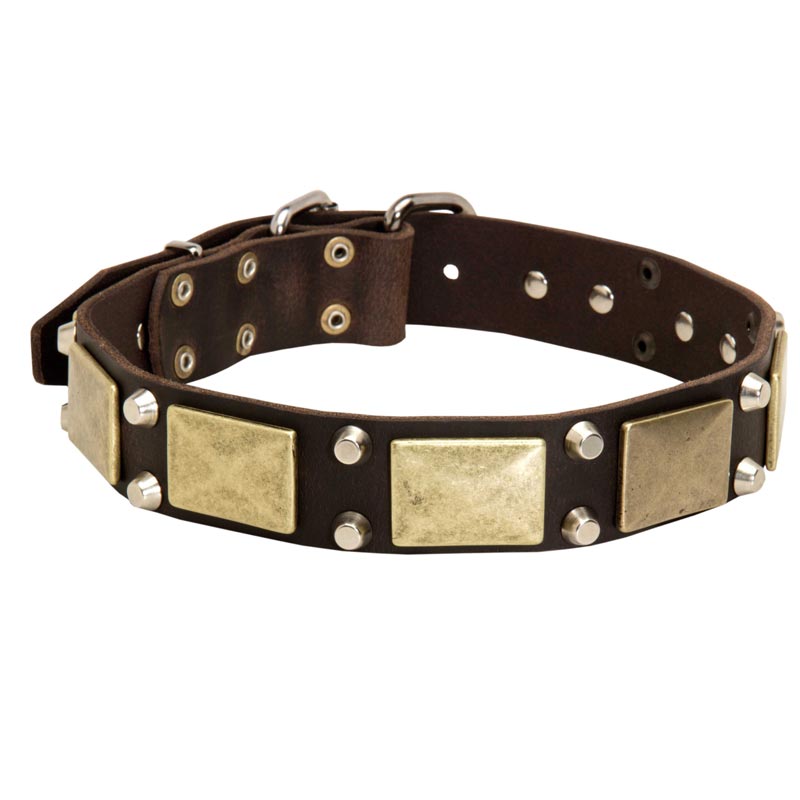 Leather Collie Collar with Studs and Plates