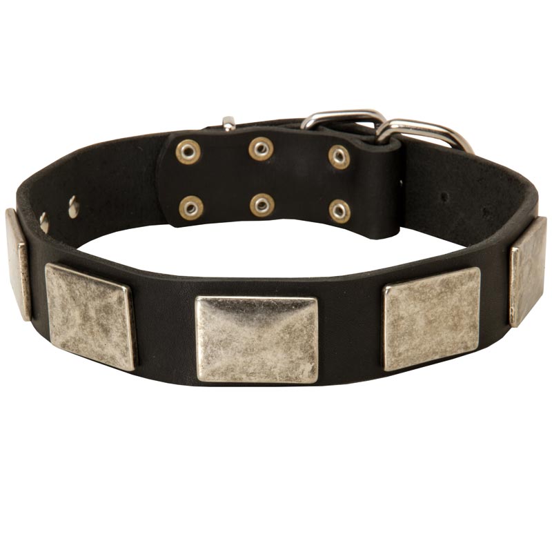 Leather Collie Collar with Large Nickel Plates